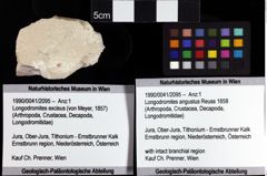 Foto (Objket + Etiketten) von Longodromites angustus (Reuss 1858) 